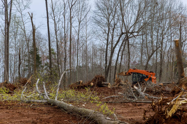 Trusted Cadott, WI Tree Services Experts