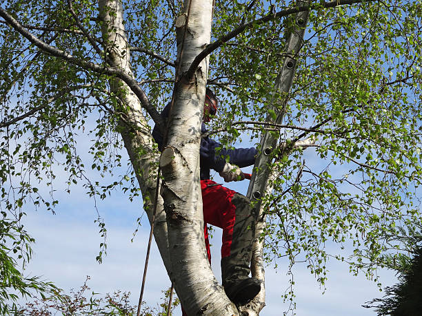 Tree and Shrub Care in Cadott, WI