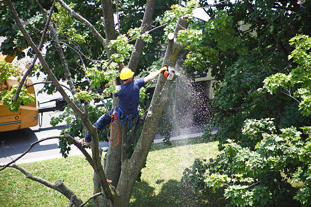 Best Lawn Edging  in Cadott, WI